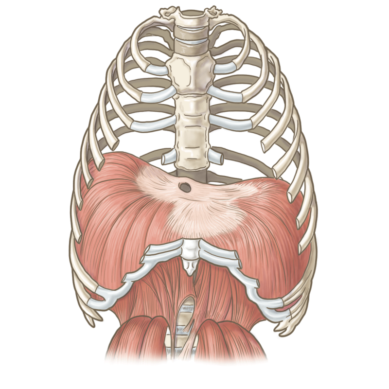 肩こりと横隔膜